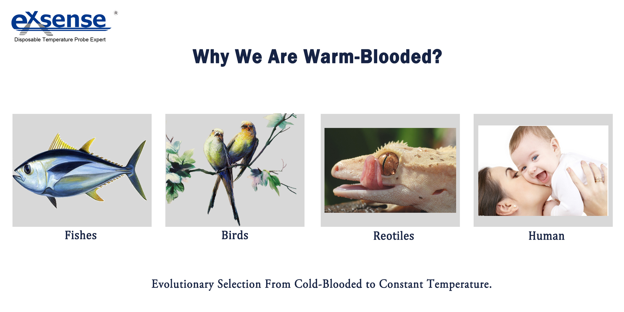 why-we-are-warm-blooded